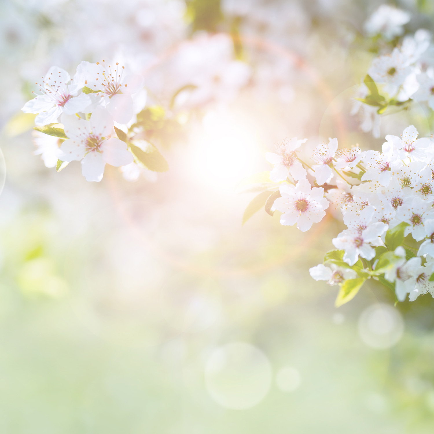 イメージ画像：桜