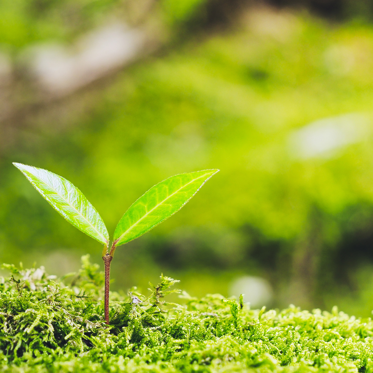 イメージ画像：若葉